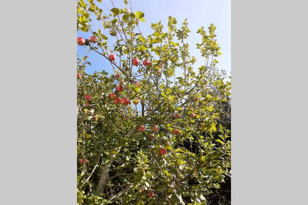 Characterful Cottage Adjacent To An Orchard Brockley エクステリア 写真